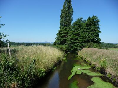 Naturschutzgebiet Lochbusch-Königswiesen bei Geinsheim. Hier sollen ehemalige Bewässerungsgräben und Überflutungsflächen wiederbelebt werden. Foto: BÜSCH